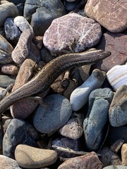 Oligosoma smithi