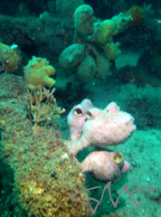Pyura spinifera