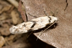 Stenolechia gemmella