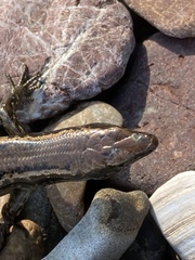 Oligosoma smithi