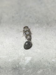 Rhyzobius lophanthae