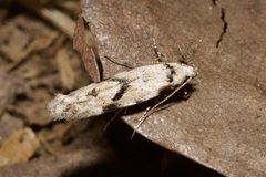 Stenolechia gemmella