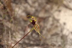 Caladenia septuosa