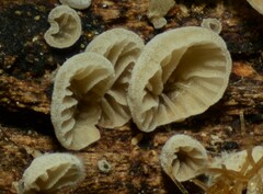 Resupinatus striatulus