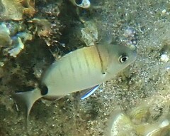 Diplodus sargus