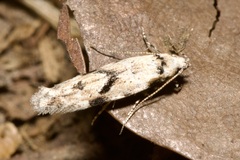 Stenolechia gemmella