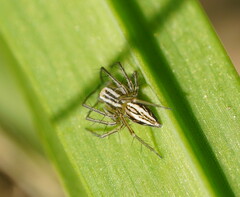 Oxyopes