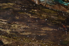 Resupinatus striatulus