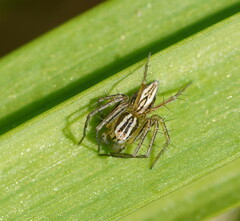 Oxyopes