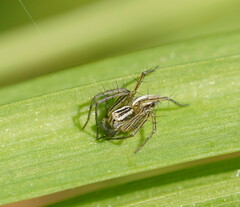 Oxyopes