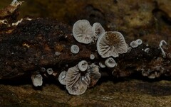 Resupinatus striatulus