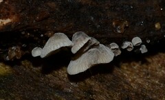 Resupinatus striatulus