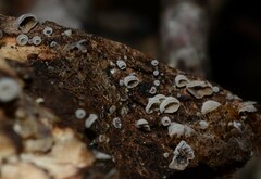 Resupinatus striatulus