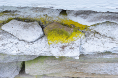 Flavoplaca citrina