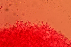 Resupinatus striatulus