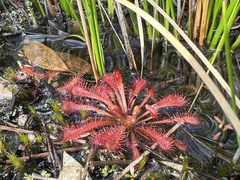 Drosera spatulata