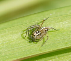 Oxyopes