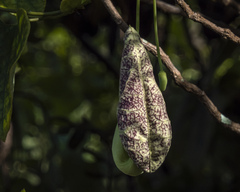Aristolochia littoralis