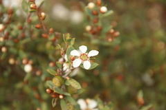 Leptospermum coriaceum