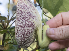 Aristolochia littoralis