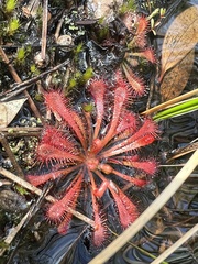 Drosera spatulata