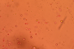 Resupinatus striatulus