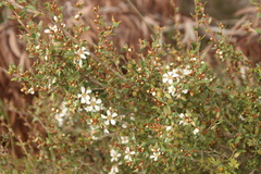 Leptospermum coriaceum