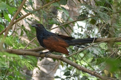 Centropus sinensis