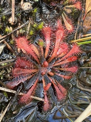 Drosera spatulata