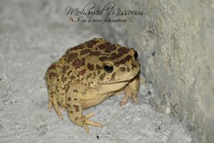 Sclerophrys mauritanica