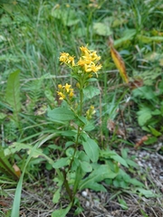 Solidago virgaurea