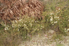 Leptospermum coriaceum