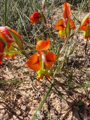 Gladiolus alatus