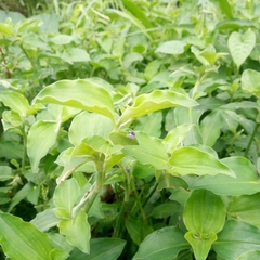 Commelina benghalensis