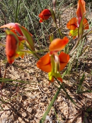 Gladiolus alatus