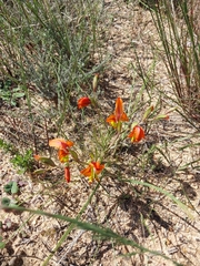 Gladiolus alatus