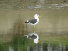 Larus dominicanus vetula