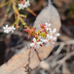 Leucopogon microphyllus