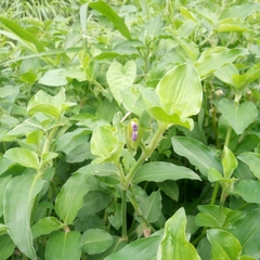 Commelina benghalensis