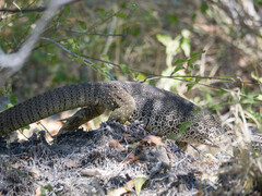 Varanus panoptes panoptes