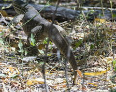 Varanus panoptes panoptes