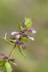 Stachys arvensis