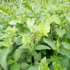 Commelina benghalensis