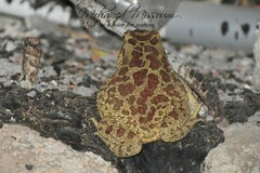 Sclerophrys mauritanica