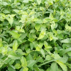Commelina benghalensis