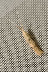 Coleophora squalorella