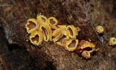 Trichopeziza