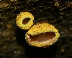 Trichopeziza