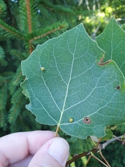 Harmandiola