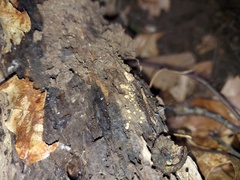 Trichopeziza